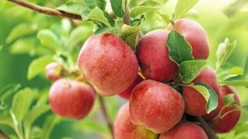 Los daños provocados por el calor ya son visibles en los montes frutales. | LMCipolletti.com Los daños provocados por el calor ya son visibles en los montes frutales.
