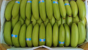 Las nuevas variedades de banana desarrolladas en Formosa combinan alta productividad, resistencia a enfermedades y mejor presentación para competir con la fruta importada. | LMCipolletti.com Las nuevas variedades de banana desarrolladas en Formosa combinan alta productividad, resistencia a enfermedades y mejor presentación para competir con la fruta importada.
