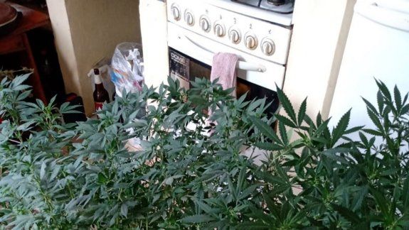 Fueron por un conflicto familiar y hallaron plantación de marihuana