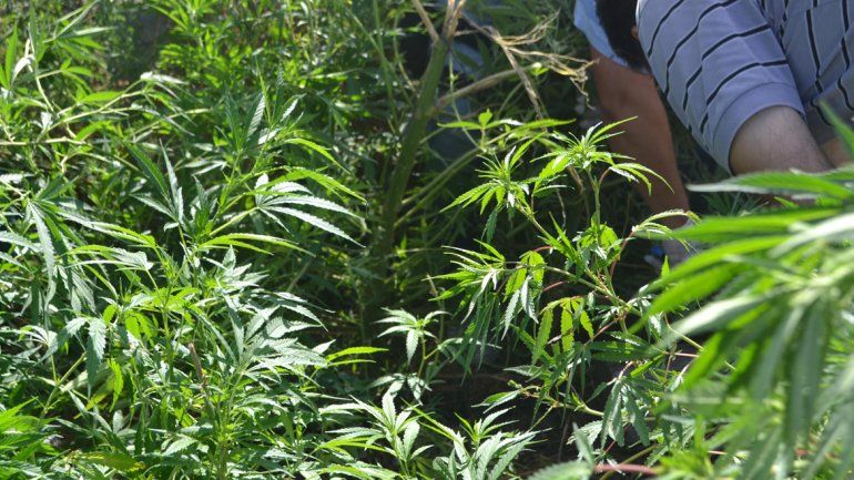 En la chacra de Fidalgo se encontró una gran plantación de marihuana.