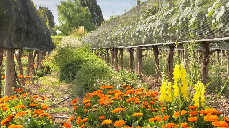 El auge del vino orgánico en Argentina: cifras que sorprenden en medio de la crisis