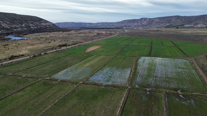 Resultados tangibles: El proyecto de riego suma 43 hectáreas en producción. Se esperan 700 a 800 rollos para fortificar la alimentación del ganado este otoño seco. Foto: gentileza