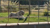robo a la jaula de los tigres: la causa no tiene detenidos