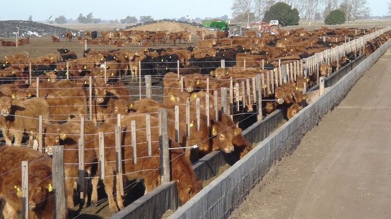 El Feedlot ante una ecuación económica que vuelve a cerrar