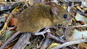 otra muerte en chubut por hantavirus