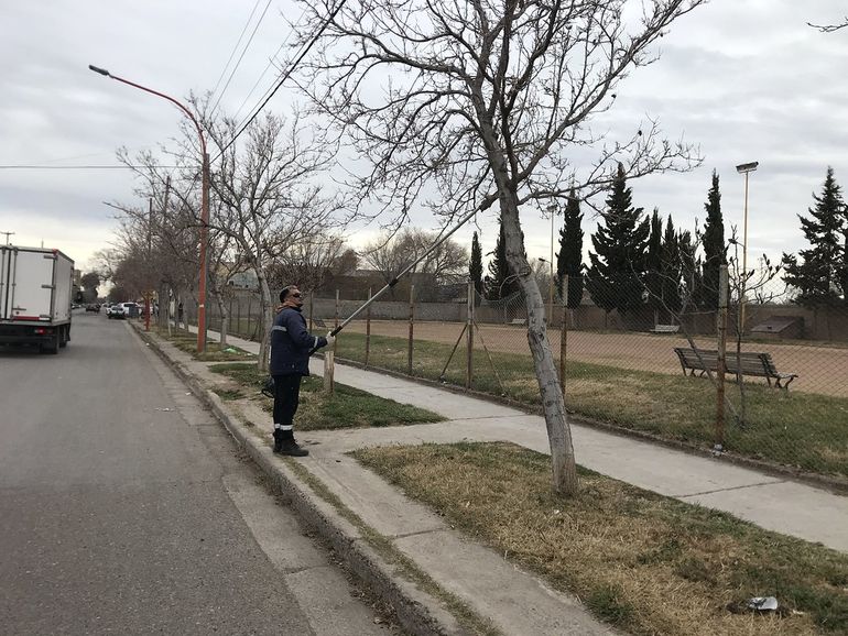 El Ejecutivo municipal aconseja a los vecinos que poden por su cuenta los árboles de vereda que tengan cuidado para no mutilarlos. Los ejemplares pueden terminar muy perjudicados. Además