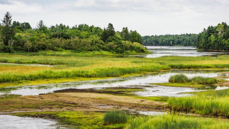 Buscan avanzar con una ley de humedales en Río Negro