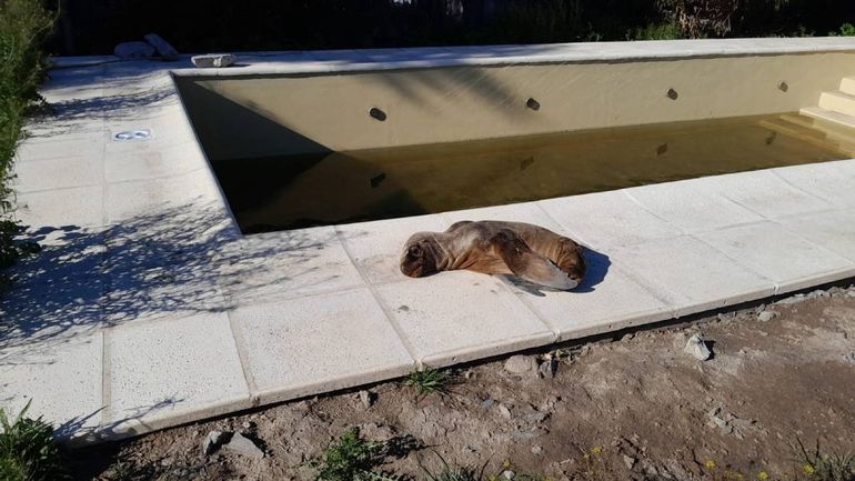 El lobo marino se puso a tomar sol en el patio de una casa en Viedma. Hermoso.