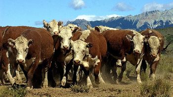 barrera sanitaria: productores de la patagonia exigen respuestas