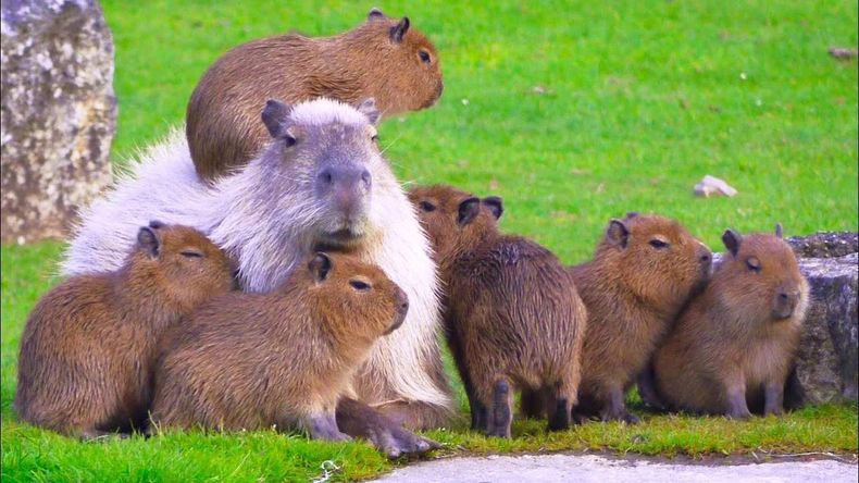 La Ley Nacional 22.421 de Conservación de la Fauna Silvestre regula su aprovechamiento.