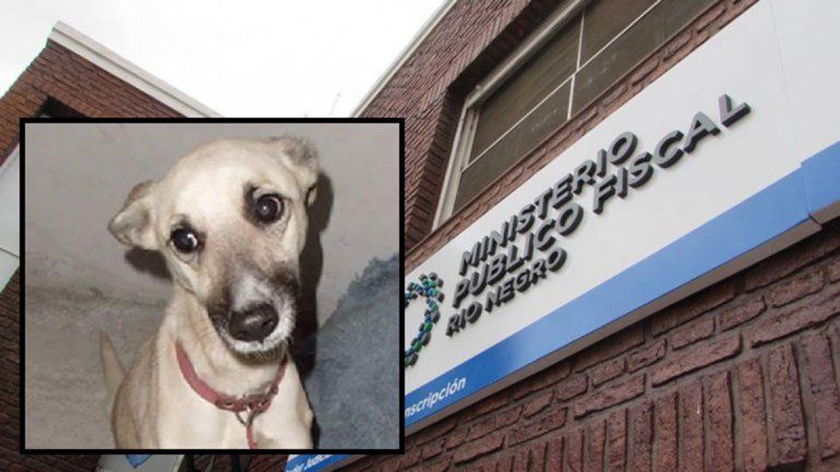 La fiscalía busca a la persona que despellejó viva a una perrita