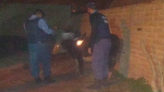Robaron una vaca y los atraparon cuando la escondían en una casa