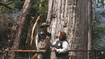 El Alerce Abuelo en el Parque Nacional Los Alerces, cerca de Esquel. Un símbolo de la Patagonia argentina.