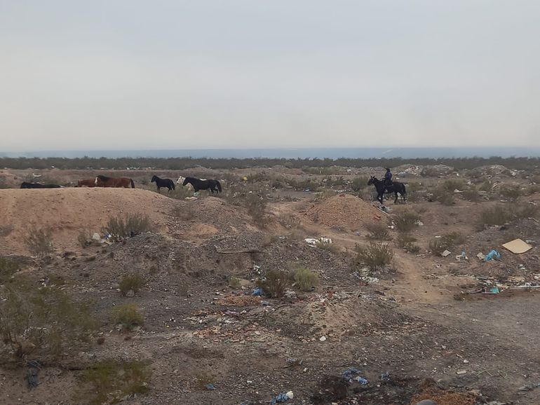 Los caballos se encontraban deambulando por zonas cercanas al basural y el aeroclub. Los caballos se encontraban deambulando por zonas cercanas al basural y el aeroclub.