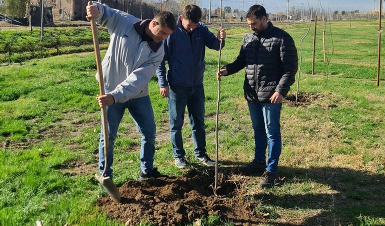 El intendente de Cipolletti ayudó en la plantación de árboles.