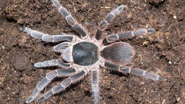 La araña pollito.