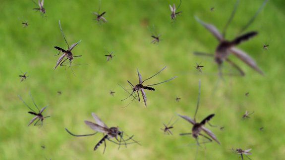 ¿Por qué hay una invasión de mosquitos en el Valle?