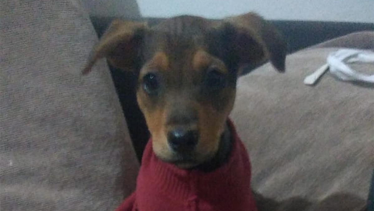 Rescatan a un perro que fue golpeado y obligado a tomar cerveza