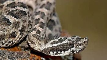 Desde el Ministerio de Salud de Río Negro brindaron una serie de recomendaciones ante esots incidentes.