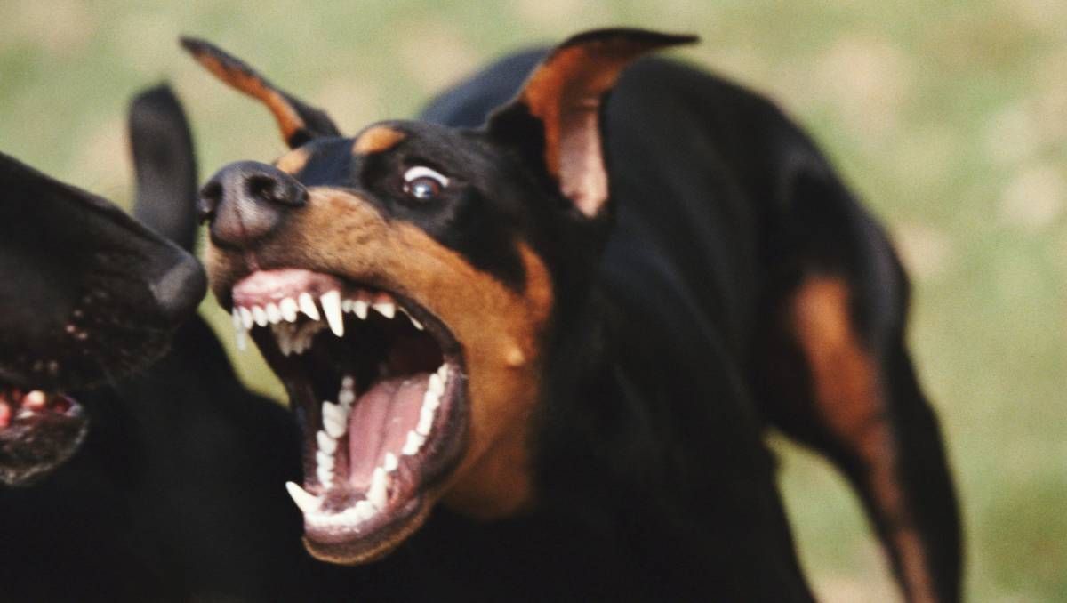 Lo atacó un perro y el dueño deberá cubrir tratamiento