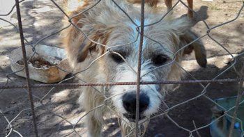 voluntarios piden que no se les impida llevar comida a los perros