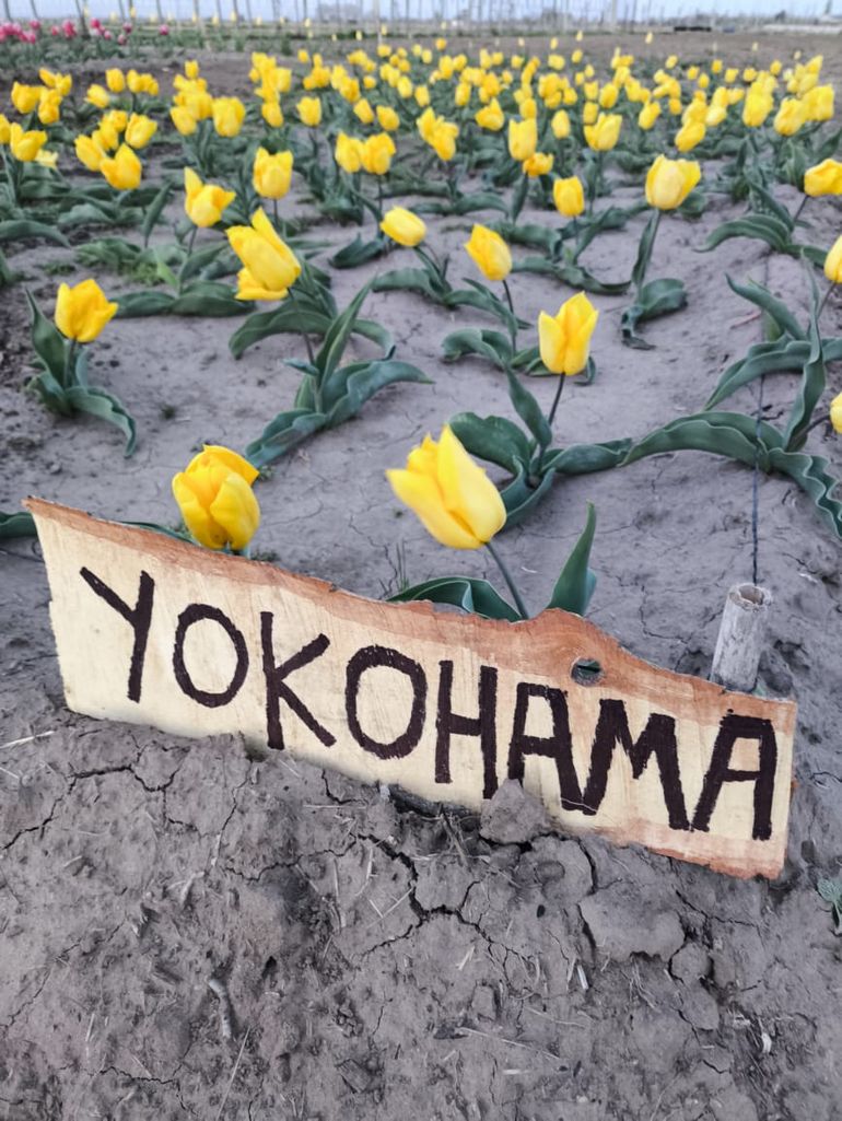 Las condiciones de pH, humedad y la temperatura del suelo resultaron óptimas para el desarrollo del cultivo. Las condiciones de pH, humedad y la temperatura del suelo resultaron óptimas para el desarrollo del cultivo.