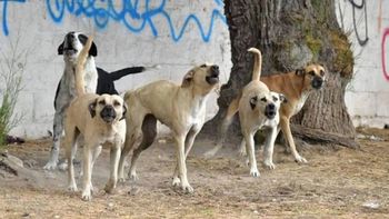 nena fue atacada por 4 perros en un cumpleanos: le amputaron un brazo y esta grave