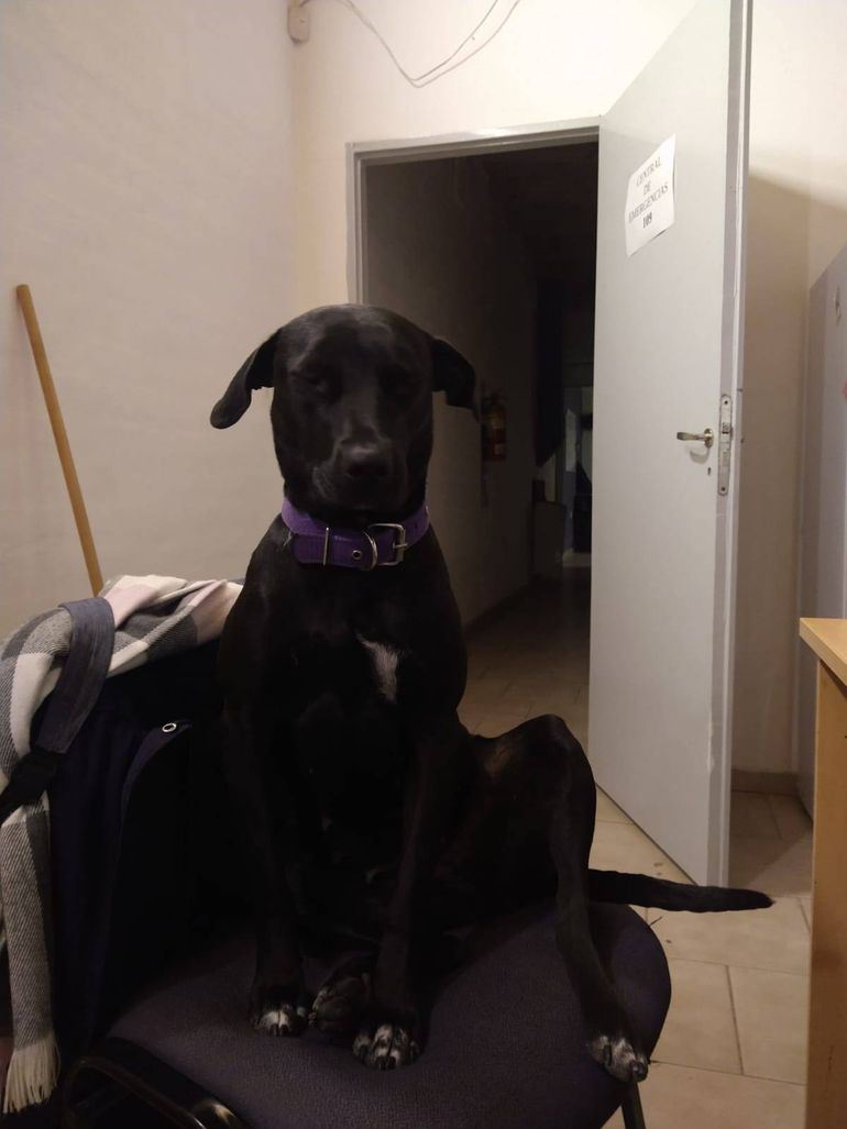 La simpática Lola. La simpática Lola.