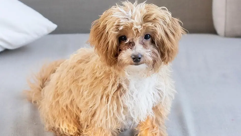 ¿Qué le pasó a Caramelo? Polémica por una foto del perro que adoptó Romina de Gran Hermano