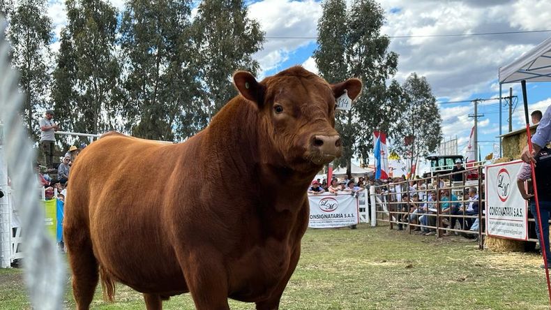 Excelente genética se presentó en la Exposición Rural de Choele Choel.