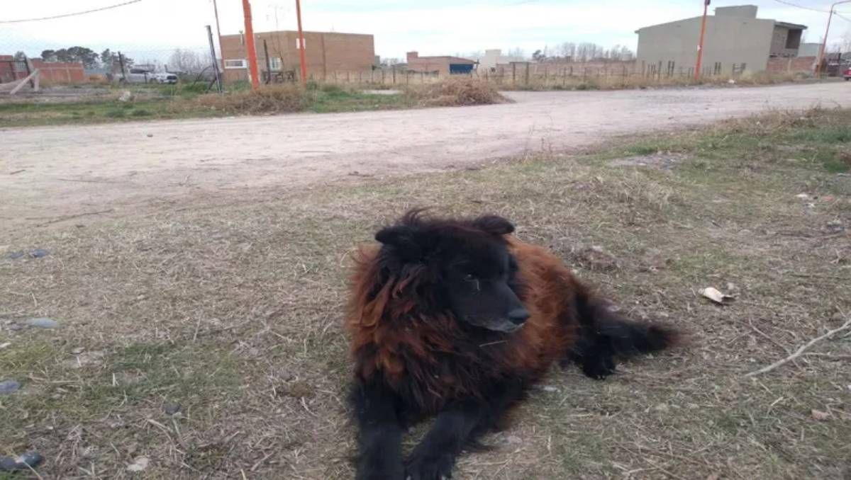 Moro y su bella estampa en su lugar en el mundo. Todo un barrio llora a este inolvidable perro.&nbsp;