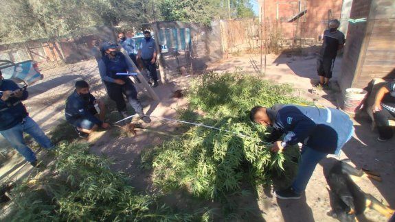 Buscaban armas y encontraron enormes plantas de marihuana