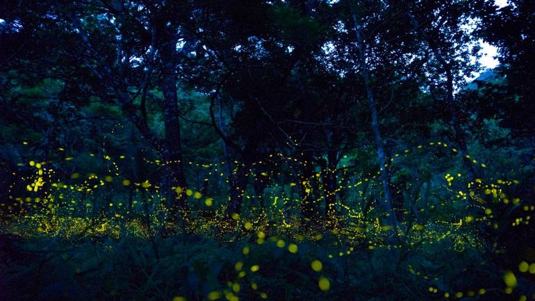 Las luciérnagas iluminan las noches en la Reserva Puerto Viejo de Oro. Foto ilustrativa.