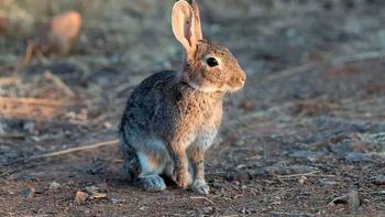 La expansión de los conejos en Neuquén ya genera preocupación en Río Negro. Especialistas advierten sobre el impacto en la ganadería, los bosques y el equilibrio del ecosistema. | LMCipolletti.com La expansión de los conejos en Neuquén ya genera preocupación en Río Negro. Especialistas advierten sobre el impacto en la ganadería, los bosques y el equilibrio del ecosistema.