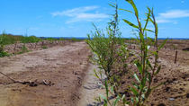 Avances en producción forestal: fresnos y aguaribay germinados con agua residual rica en nutrientes, optimizando recursos en zonas áridas. Avances en producción forestal: fresnos y aguaribay germinados con agua residual rica en nutrientes, optimizando recursos en zonas áridas.