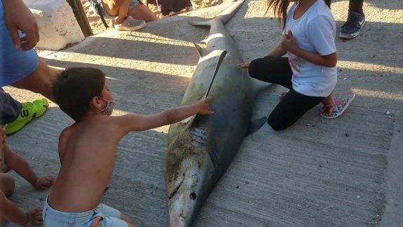Nota sorpresa causó la aparición del tiburón en la playa de San Antonio.&nbsp;