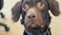 un perro alcoholico fue rescatado para tratar su adiccion