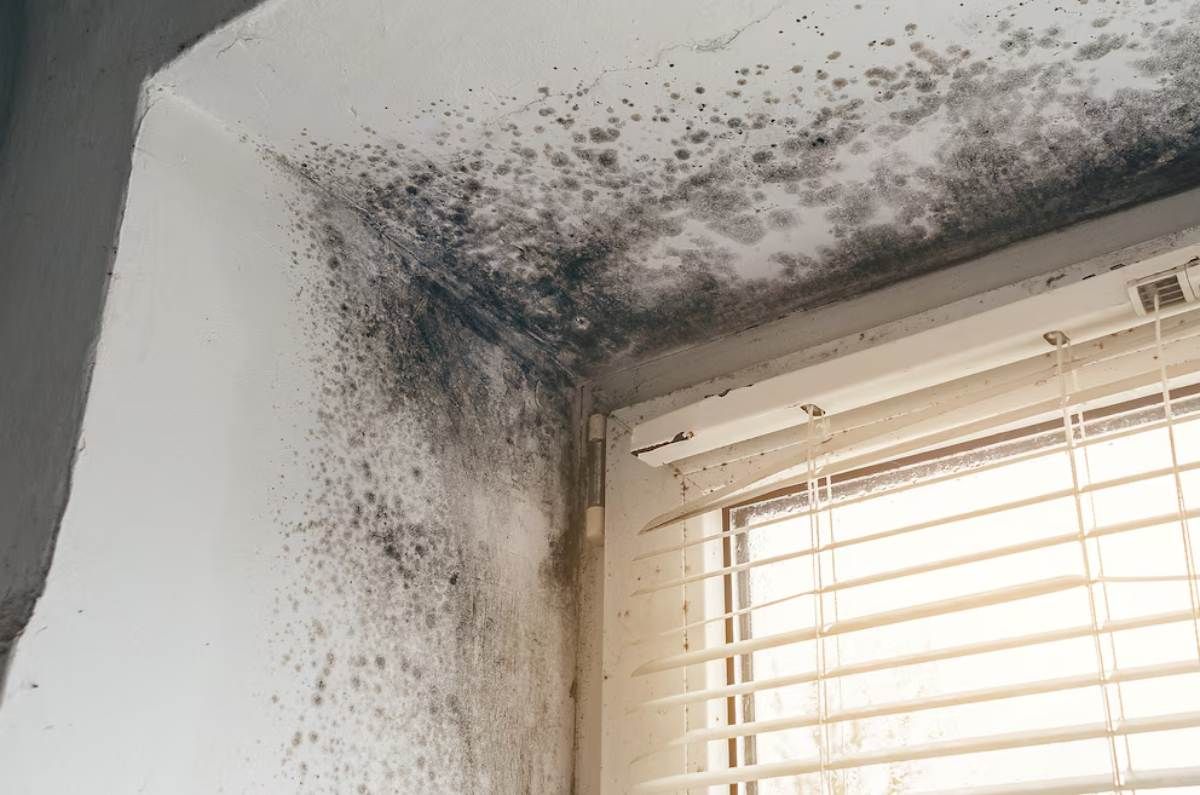 Cómo quitar el moho de la pared de forma práctica y sencilla