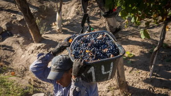 La industria vitivinícola global atraviesa una transformación profunda que excede las simples variaciones de mercado. | LMCipolletti.com La industria vitivinícola global atraviesa una transformación profunda que excede las simples variaciones de mercado.