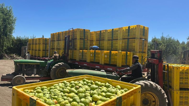 La cosecha de peras en la Argentina se proyecta con una importante caída.