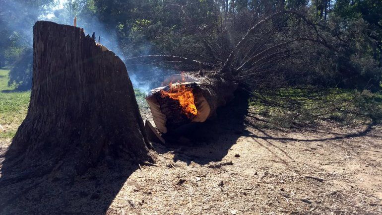 Bronca en la Isla Jordán: prendieron fuego un pino de 80 años para hacer un asado