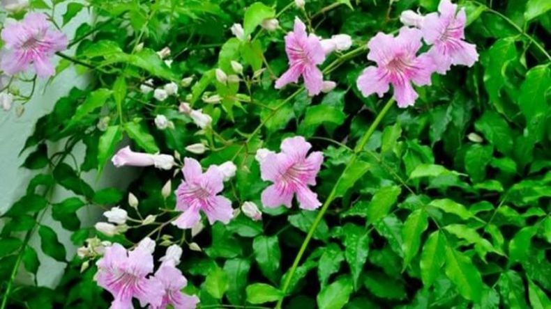 Adiós canteros en el jardín | LMCipolletti.com Adiós canteros en el jardín