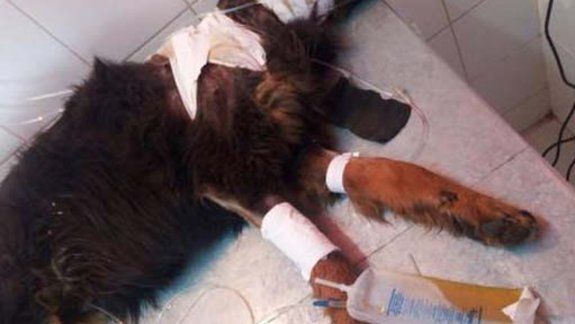 Rabanito está ahora en una veterinaria, con graves heridas.
