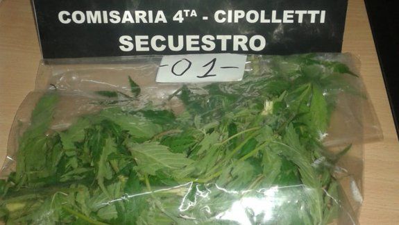 Llevaban una planta de marihuana escondida dentro de un auto