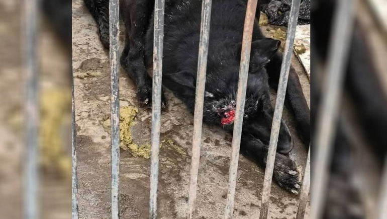 El perro que necesita ayuda para tener otra vida. Su compañero también. Foto: Gentileza.