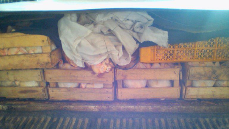 Decomisaron 250 kilos de pollo transportados ilegalmente