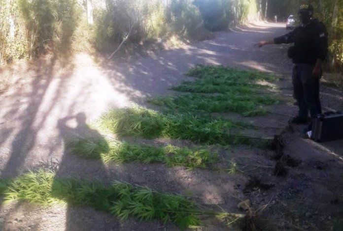 Cerca de 60 plantas de marihuana secuestraron los efectivos de Toxicomanía.&nbsp;