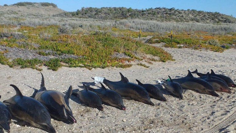 Hallaron a 15 delfines muertos en la costa de San Antonio