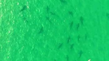 mas de 100 tiburones sorprendieron en la costa rionegrina y quedaron filmados: ¿por que los ocultan?