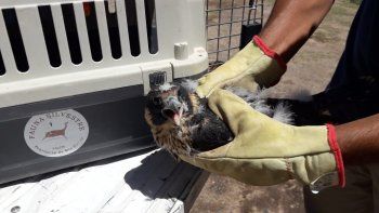 el halcon peregrino que rescataron se reunio con sus hermanos el halcon peregrino que rescataron se reunio con sus hermanos